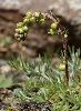 <em>Artemisia borealis</em>